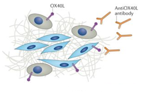 anti-ox40l-monoclonal-antibody